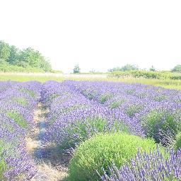 We're a small lavender farm in Sequim, Washington.  Our harvest is luscious, heady Grosso lavender.  Our main products are Premium Castile Soap and hand knits.