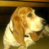 Dr. Linda Kraemer (@doclk97) 's Twitter Profile