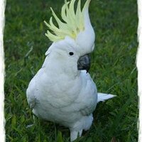 Tintitulequina lovers (@lorekitt) 's Twitter Profile
