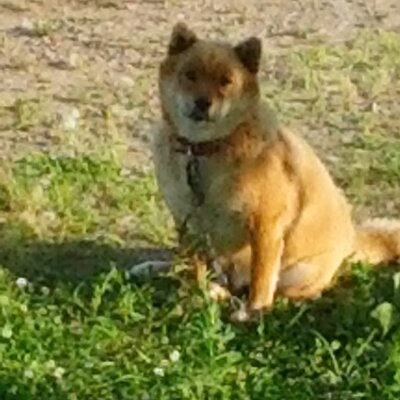 柴 犬太郎 Shibawankolove2 Twitter