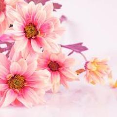 CalistaaGordill's profile picture. I am a simple and honest person.