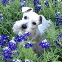 Kris o (@krisolason) 's Twitter Profile