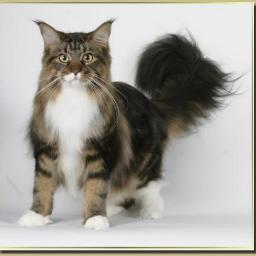 luciano_de_pau's profile picture. 