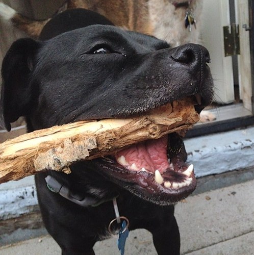 GypseaMaid's profile picture. Photos, up-cycled, scavenged, recycled, and reused art, and adventures of a Canadian born, biology andmed school grad, Scotch-Irish Roma mermaid.