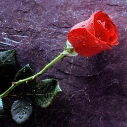 Stttelaa's profile picture. 