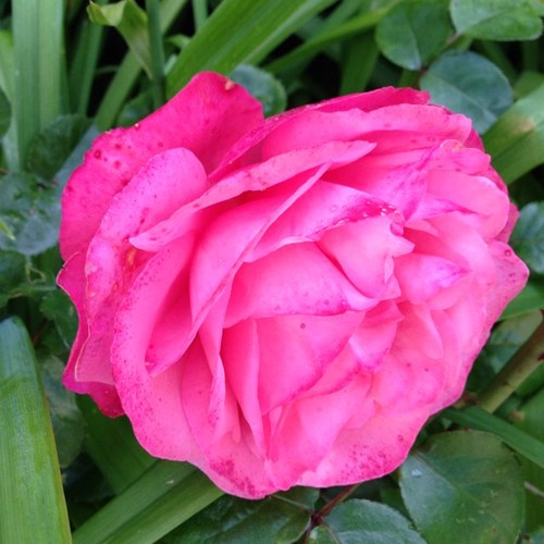 PWaldronWerner's profile picture. EVP HR & Corporate Social Responsibility, Orange Business, Orange Group