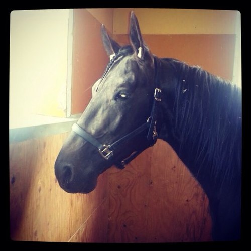 frankesj_kent's profile picture. Uppfödare i liten skala under stallnamnet Confess.