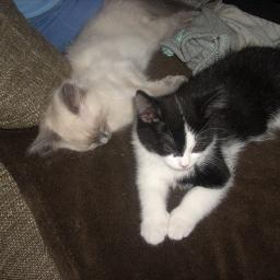 raypets's profile picture. LOVE MY PETS .COCO.PUCK.AIDIN LOVE MY FRIENDS 1 MARS 2 MANON 3ANOUK 4 ELINE