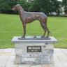 _MickTheMiller's profile picture. The first superstar of greyhound racing.  In January 2011 his monument was erected by commemoration committee in his native village, Killeigh.