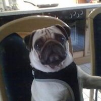 caruss (@bergbalko) Twitter profile photo