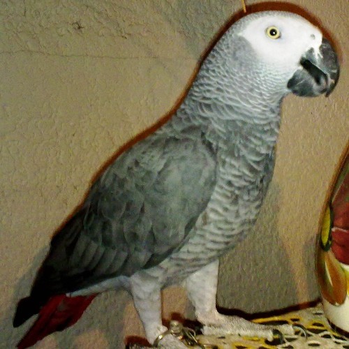 Shit yourself little parrot