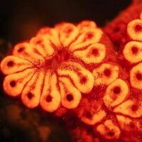 Tunicate Community (@tunicatecom) 's Twitter Profile