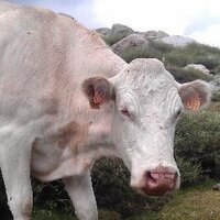 aller (@pascoolcool) 's Twitter Profile