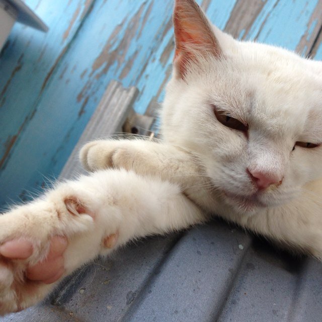 眠れる、獅子。