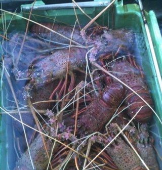 A skeptical lobster fisherman trying to be a farmer