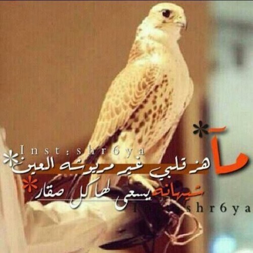 سبحان الله وبحمده       سبحان الله العضيم