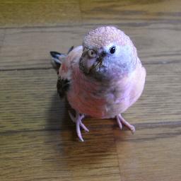 アキクサインコのmocoちゃんとpeony（愛称ぴおん
）と暮しています。