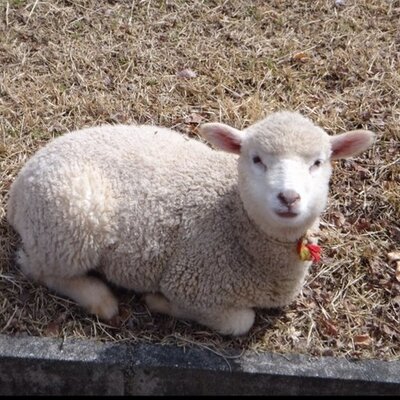 ひつじさん Sheepsheepsleep Twitter ひつじさん Sheepsheepsleep Twitter