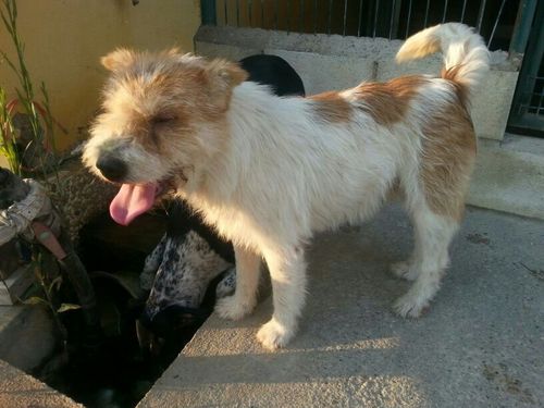 BUSCO UN HOGAR DONDE DAR Y RECIBIR AMOR