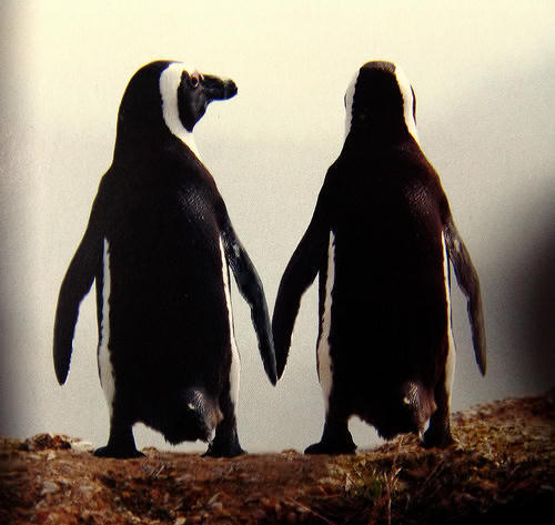 Please join our fight to protect our Jackass friends (Penguins) and prevent their extinction in the future