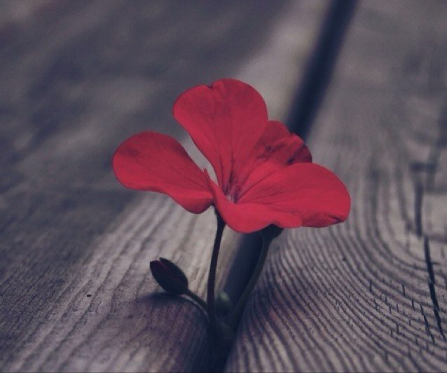 Hana3bdallah's profile picture. أتمنى أن لا أرحل من الدنيآ إلّا بشيئين : رضآ الله ثم والدَيّ ، والذكرى الحسنة من النآس ♥️