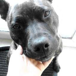 Woof I'm Peper Swainston. I love kisses and hugs.