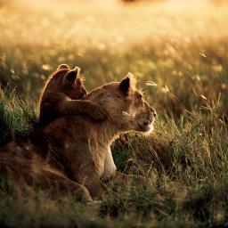 Fundraising to join the African Impact Lion Conservation program