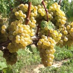 LincolnInkca's profile picture. Community news, events, business and culture for Grimsby, Beamsville, Vineland and Jordan. Created by @toddhdow.