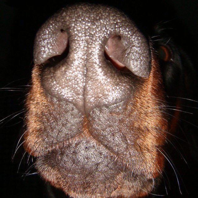 dobermann_bibi Profile Picture