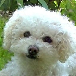 Fearsome #Bichon Sniffing Out Unconsciousness in the Universe, Providing a Safe Place for Humans to Revoke their #MonkeyMind and #ChooseConsciousness™!