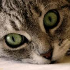 Mom sick of rampant hate, independent thinker, musician & bookworm, married. Love cats, reading, cooking, honesty. America First 🇺🇸 independent. IFBAP 🐾
