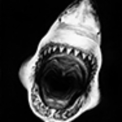 SharkWeek Discovery Profile