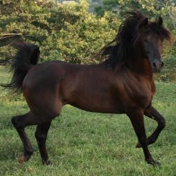 info@malakarabians.com
http://t.co/qjSzadeAub
info@malakarabians.com