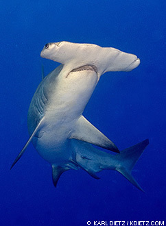 Shark Enthusiast and Gamer Girl. 
Also, I am awesome. Fear the awesome.