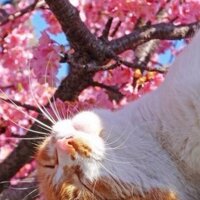 keoyi (@keoyi_) Twitter profile photo