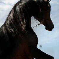 خالد اليافعي (@kklldd4000) Twitter profile photo