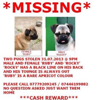 These are my baby pugs Rocky and Ruby who were stolen from my yard in crook on the 31 July in Crook Co.Durham, please help us find my babies
