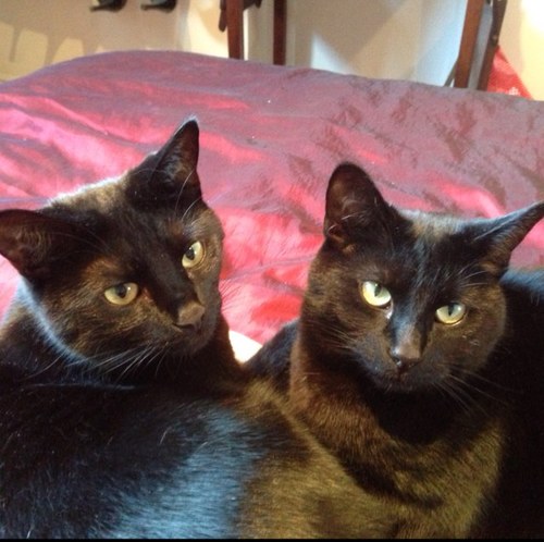 Dave and Herbert the cats. Our hoomin is @lizziecapener All views are our own!