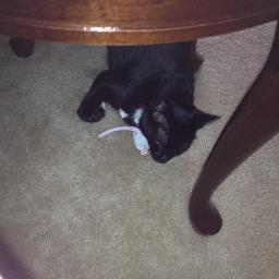 New Kitty on the block. I enjoy playing with my feather wand, and toy mice and eating organic and green living.