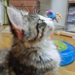 空猫