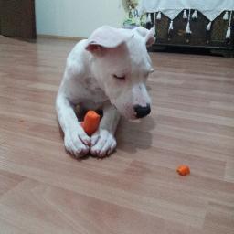 DOGSGEL's profile picture. köpeklerin tamamen dogal vücut gelişimi
egitim ve saglık...TÜY DÖKÜMÜNÜ TAMAMEN  YOK EDEN MAMA.531.627.30.00