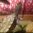 Profile Picture of Matthew Berns (@@Henry_the_IX) on Twitter