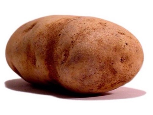 potatofacts_'s profile picture. all potato have facts