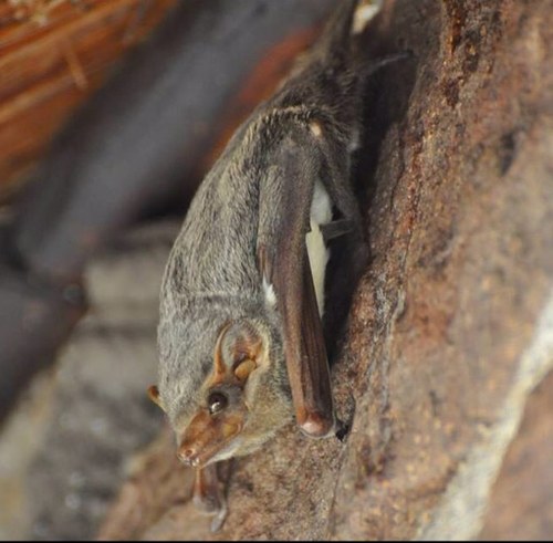 A Project run by JK Nature Guiding and Latest Kruger sightings in order to record and monitor Kruger's Bats