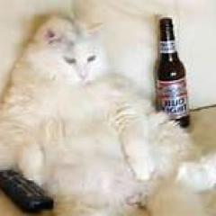 l_a_z_y_c_a_t's profile picture. L'effondrement a déjà commencé