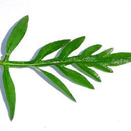 ainotes's profile picture. Practical Allergy/Immunology Notes