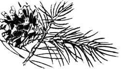 SophrologieD's profile picture. 