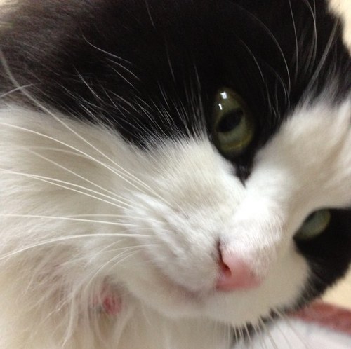 eri_6v6's profile picture. いつまで新婚って言ってて良いのか🤔相変わらずの社畜。好きなものは猫と音楽。特技はふぁぼとRT。ふぁぼりつ多いですが何のbotでもありません。お猫さまが唯一の癒しだったけど2022年ラッコにハマりました🦦❤️鳥羽水キラちゃん推し🦦旦那さんはメイちゃん推し🦦マリンワールドも大好き🦦