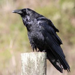 With Your Help, Recording The Return Of Ravens To Leicestershire