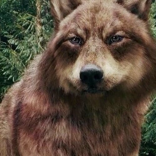 jacobblack25_'s profile picture. Hey my names jacob i imprinted renesmee im a wolf plzz follow me i follow back